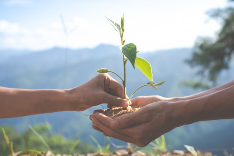 A small plant in soil in someone's hands